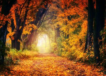 Herbstwandern in Holland: 10 Verzaubernde Routen für Naturliebhaber