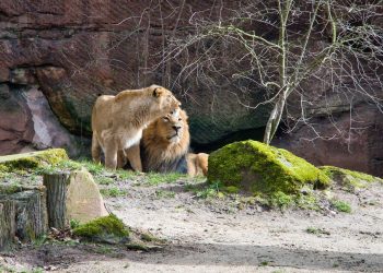Tierparks in Holland