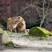 Tierparks in Holland