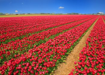tulips-LocalLens-Urlaub-in-Holland