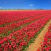 tulips-LocalLens-Urlaub-in-Holland
